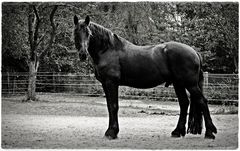 Reiten ist die Kunst, ein Pferd zwischen sich und dem Erdboden zu halten.