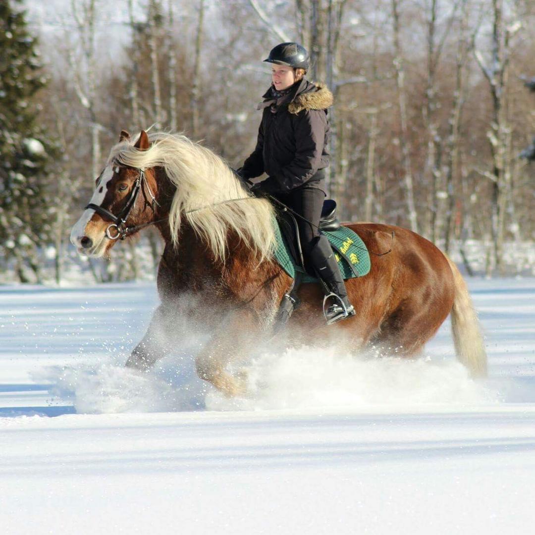 Reiten ist Leidenschaft