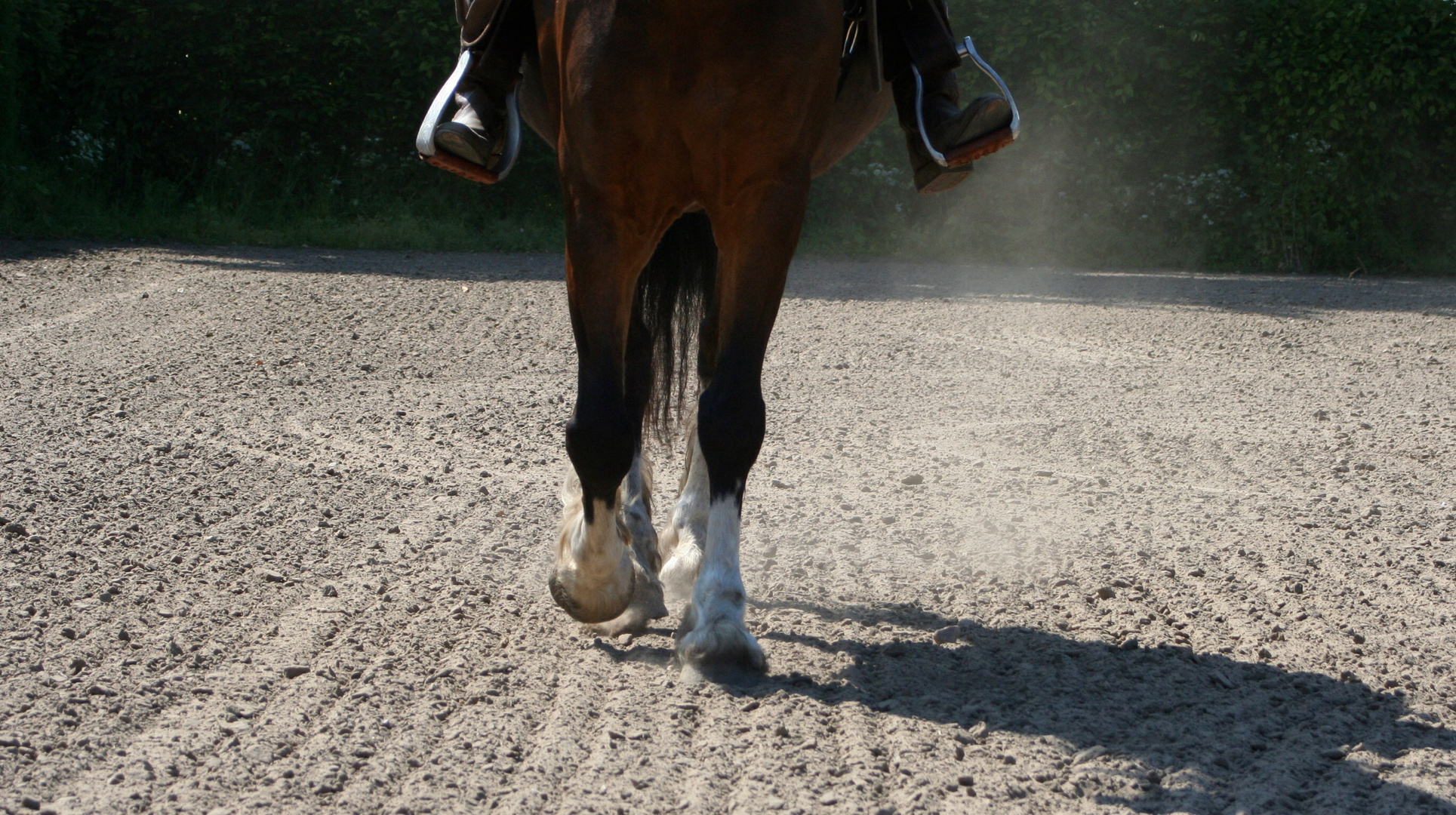 Reiten: Leidenschaft pur!