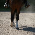 Reiten: Leidenschaft pur!