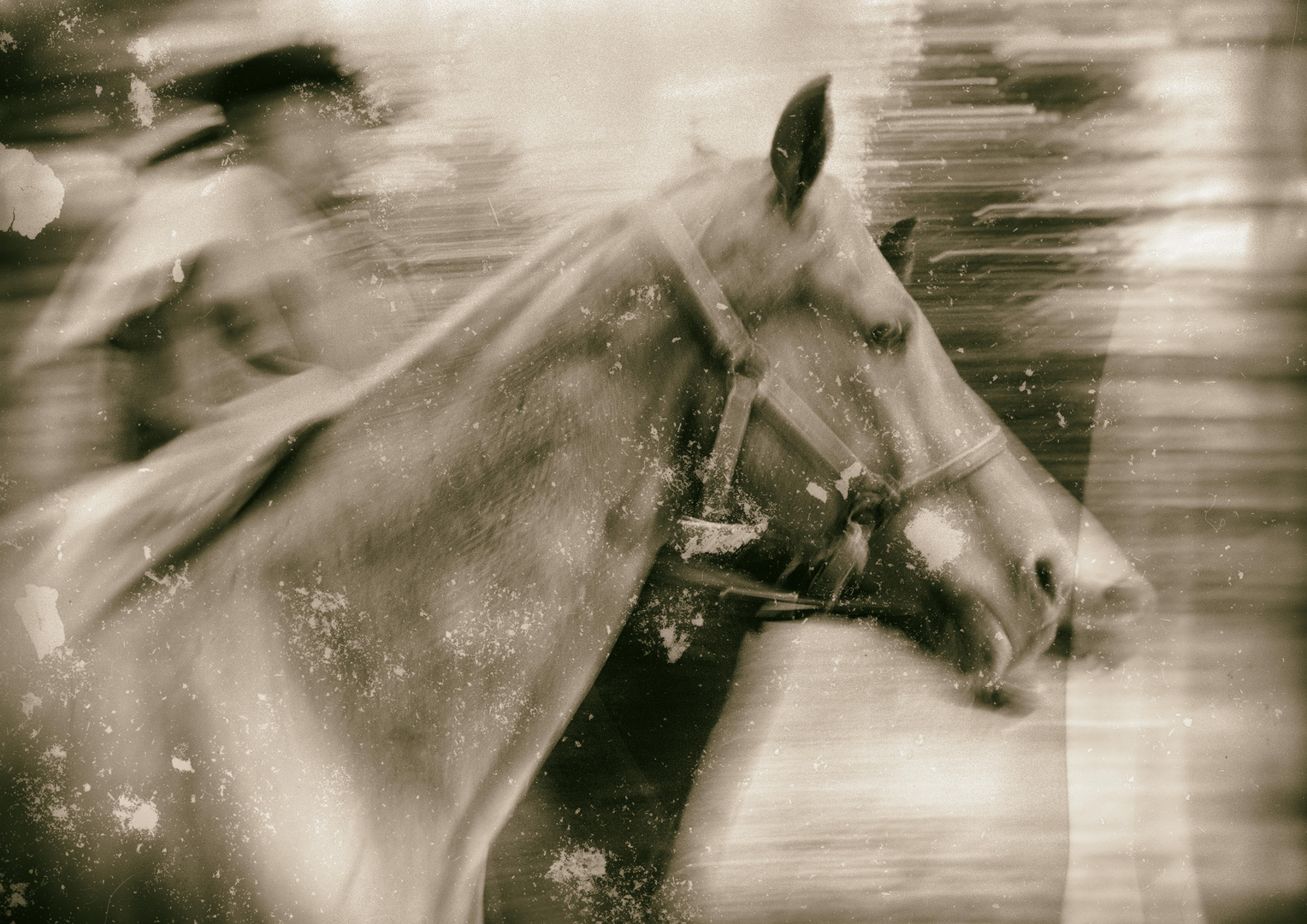 Reiten mit 2 Pferden