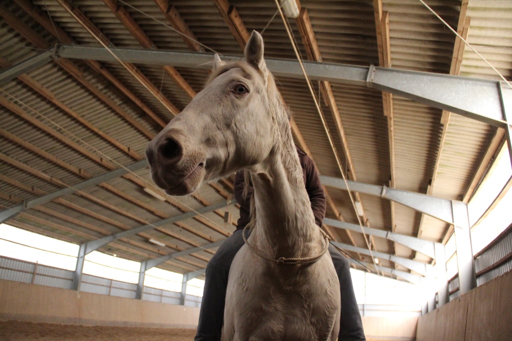 Reiten mit Halsring