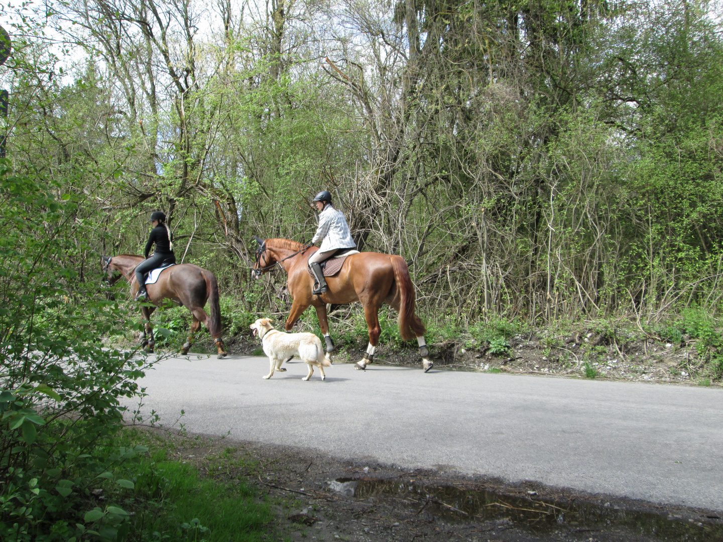 Reiten mit Hund