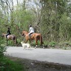 Reiten mit Hund