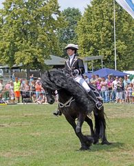 Reiten Quadrille -6- 