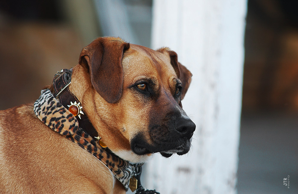 Reiten und Hunde