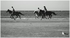 Reiter am Strand + Möwe