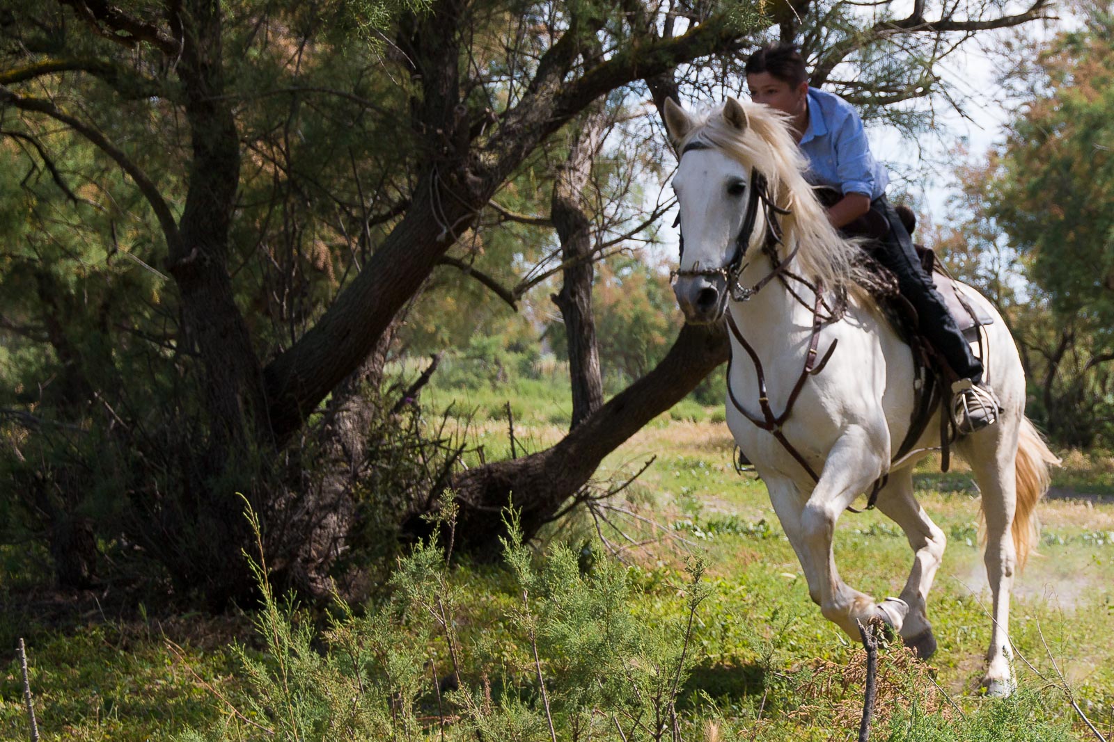 Reiter Foto & Bild | reiter, frankreich, camargue Bilder auf fotocommunity