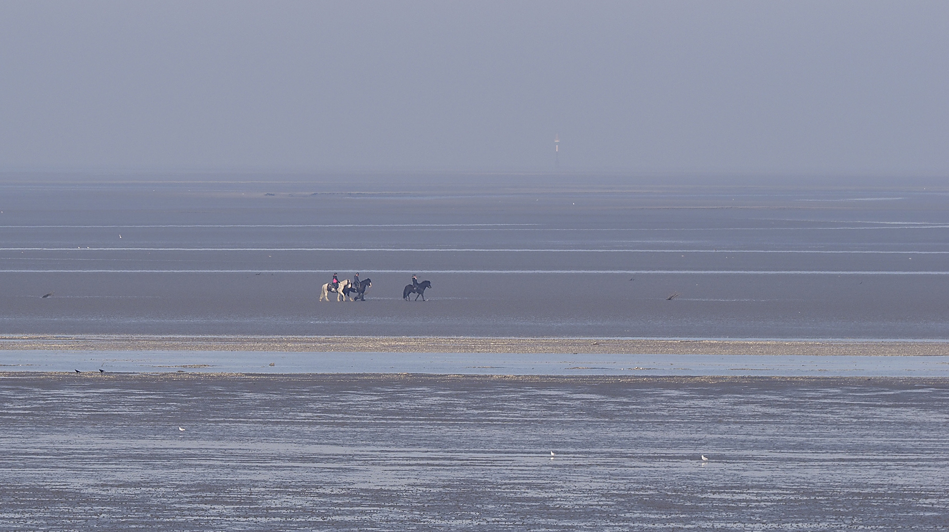 Reiter im Wattenmeer vor Cuxhaven-Duhnen