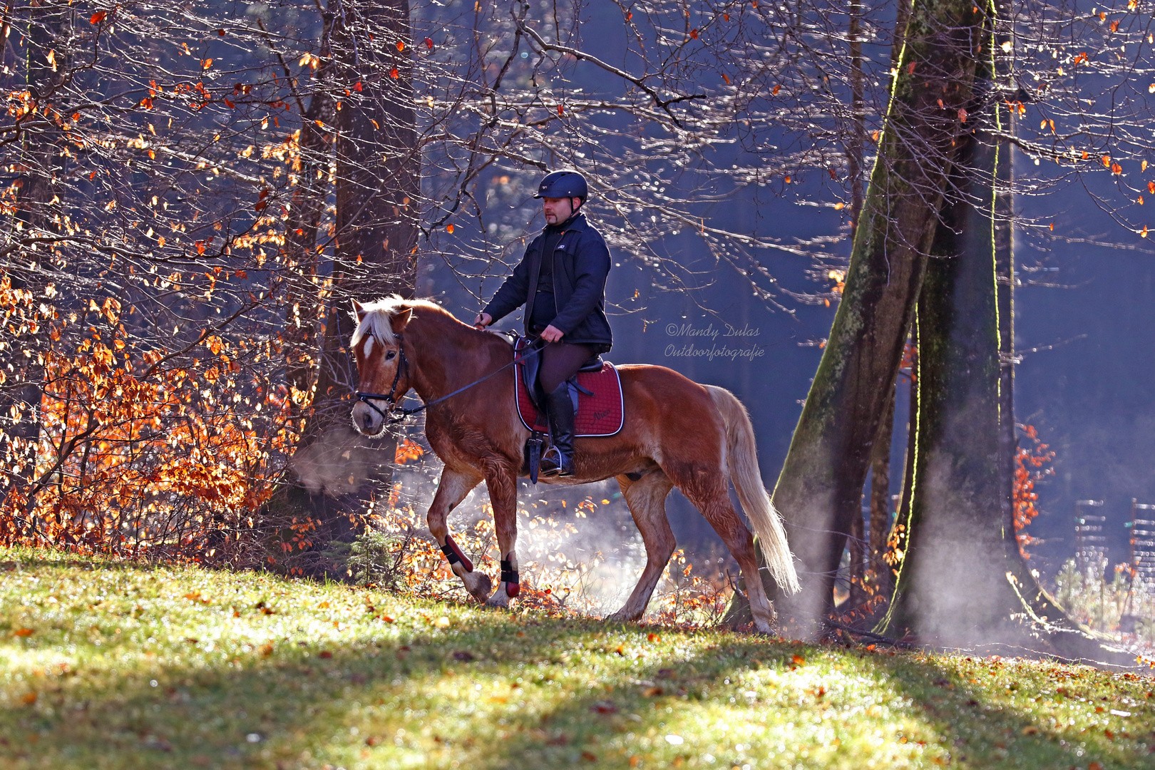 Reiter im Zauberwald