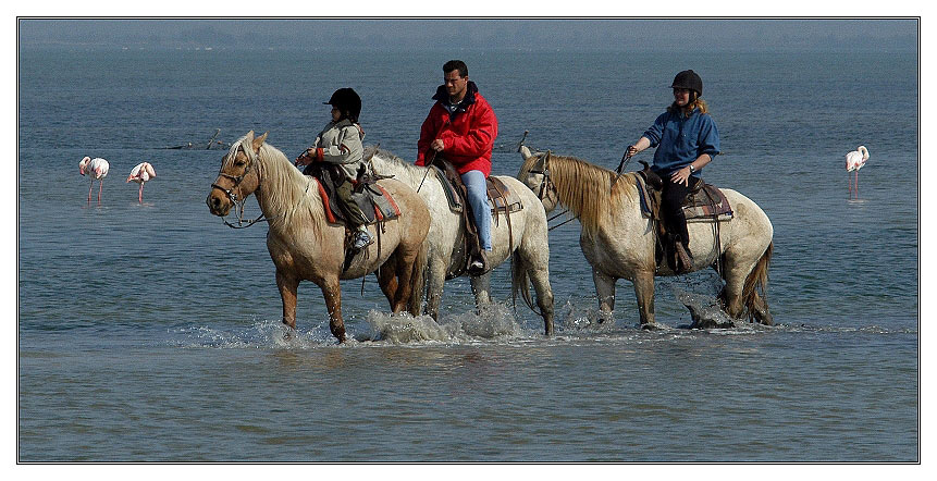 Reiter in der Camargue und ein paar Flamingos...