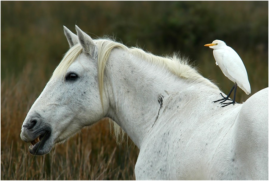 Reiter mit Pferd