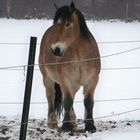 Reiterhof op de wisch 1