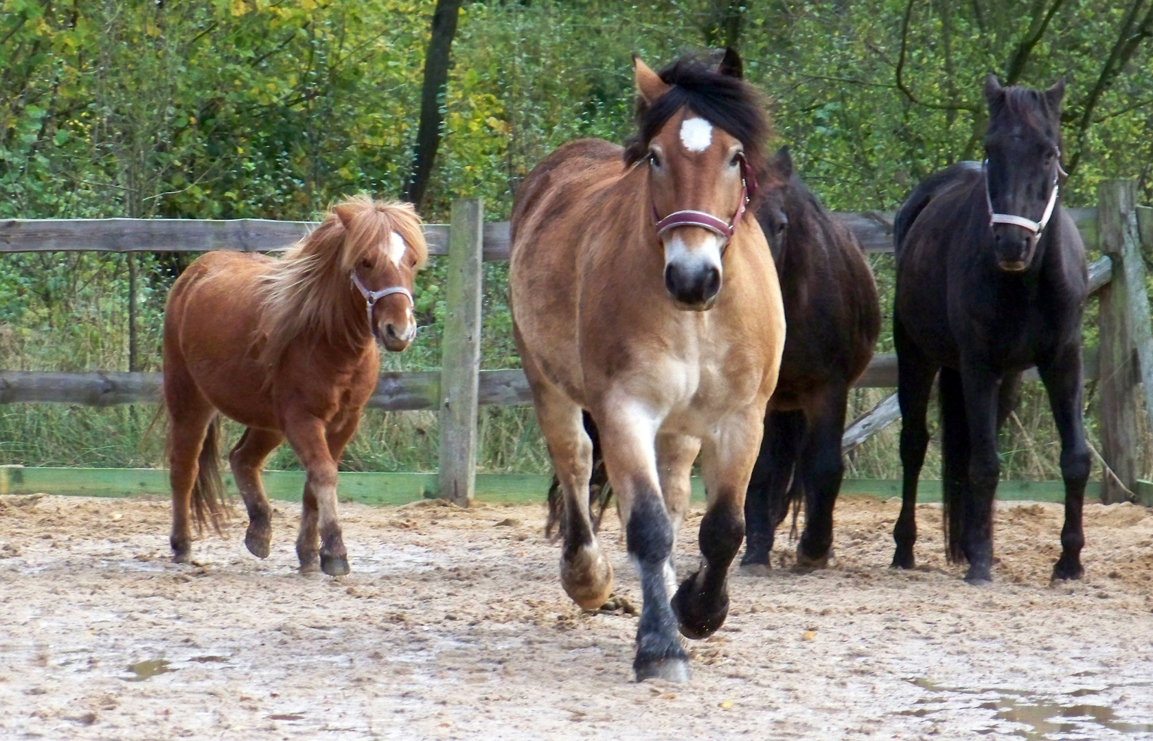 Reiterhof op de wisch 2