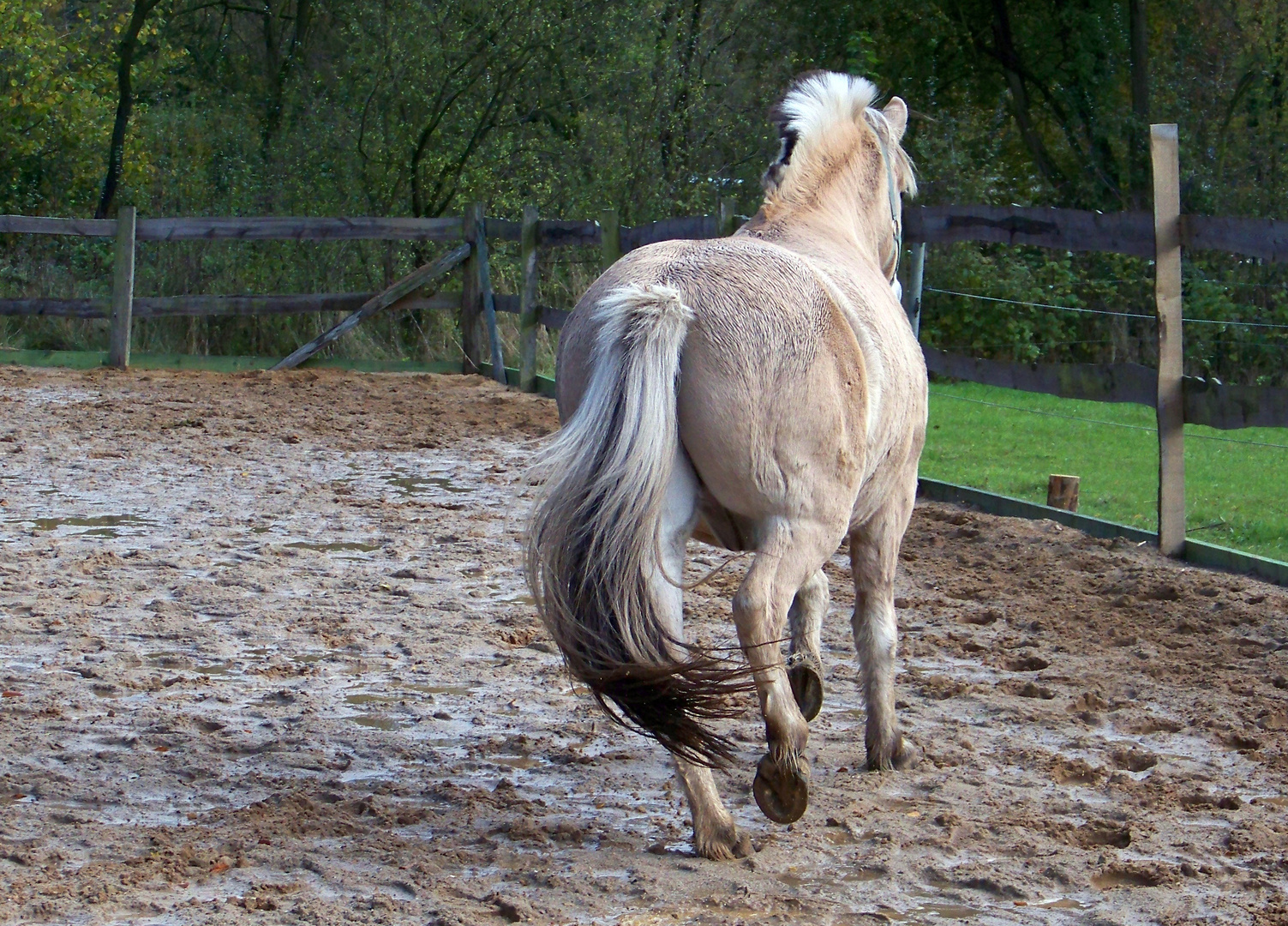 Reiterhof op de wisch 4