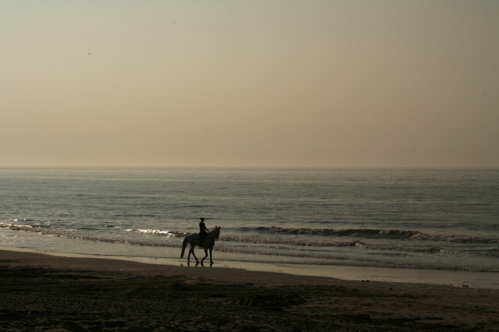 Reiterin am Strand von Noordwijk (Niederlande) (22.03.2012) (3)