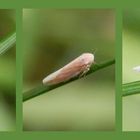 Reitgras-Winterzirpe (Balclutha calamagrostis)