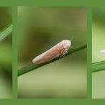 Reitgras-Winterzirpe (Balclutha calamagrostis)