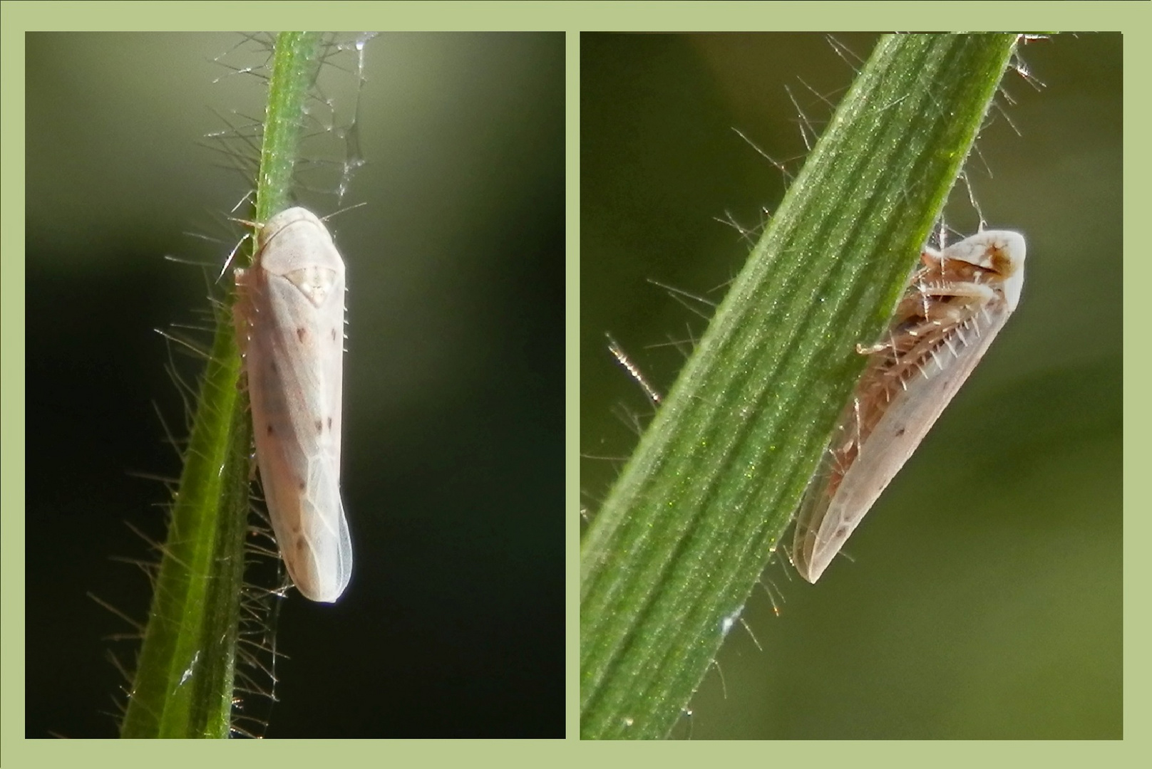 Reitgras-Winterzirpe (Balclutha calamagrostis) - Zum Zweiten