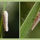 Reitgras-Winterzirpe (Balclutha calamagrostis) - Zum Zweiten