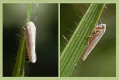 Reitgras-Winterzirpe (Balclutha calamagrostis) - Zum Zweiten