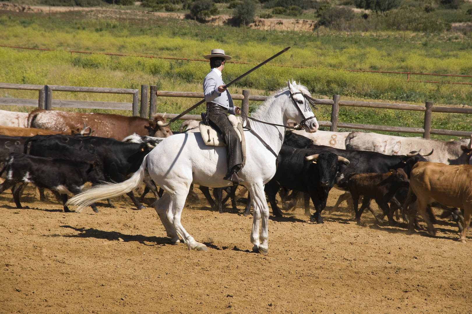 Reitkunst in Andalusien