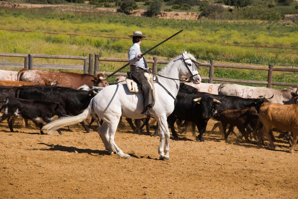 Reitkunst in Andalusien