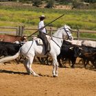 Reitkunst in Andalusien