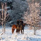 Reitpause in der Wintersonne