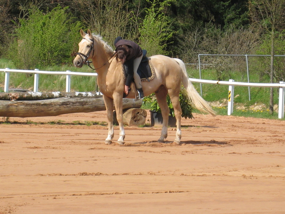 Reitpony vorm Reiten