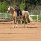 Reitpony vorm Reiten