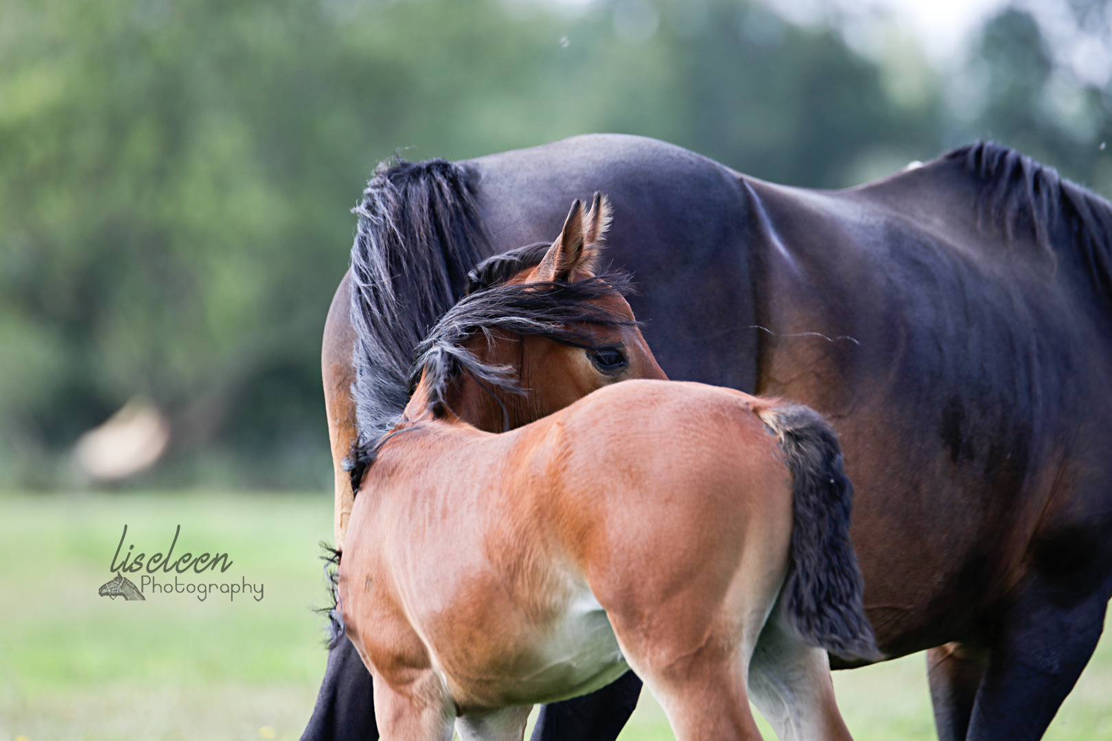 Reitponyfohlen mit Mutter