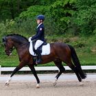 Reitsport - Dressur