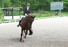 Reitsport - Dressur