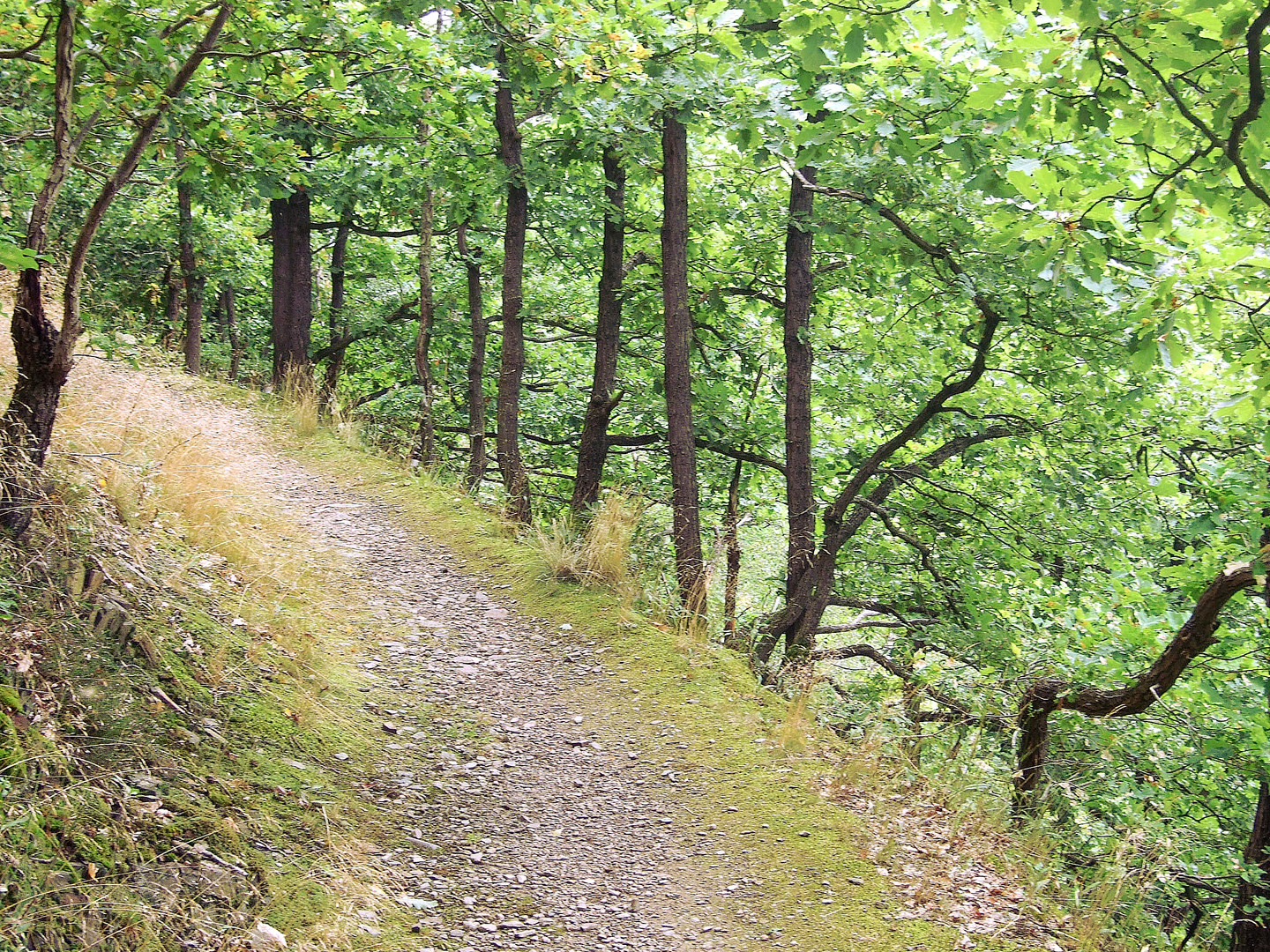 Reitsteig bei Elsterberg