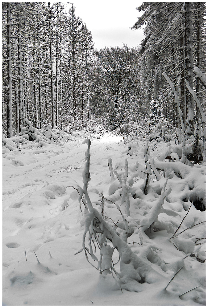 Reitsteig im Schnee oder ein unbeschwertes neues ...