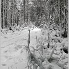 Reitsteig im Schnee oder ein unbeschwertes neues ...