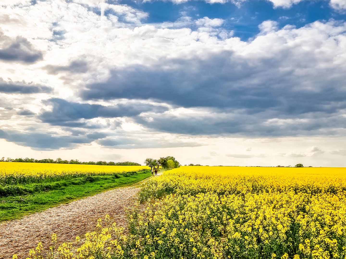 Reitweg durch das Rapsfeld