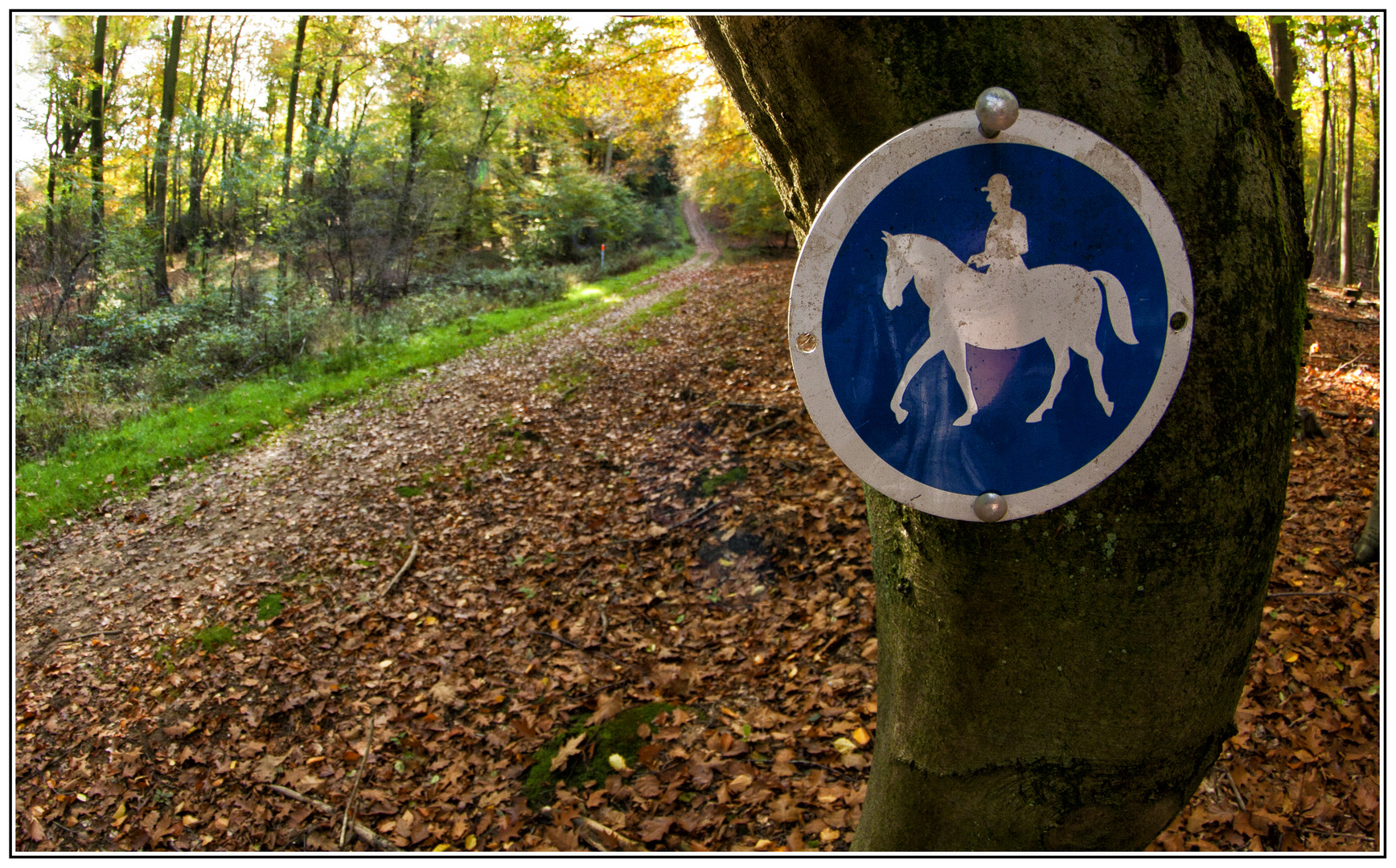 Reitweg im Naturpark Hohe Mark