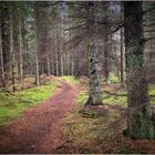 Reitweg im Wald