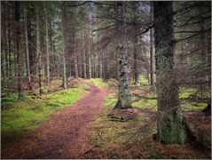 Reitweg im Wald