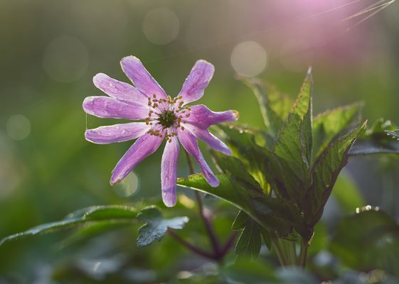 Reizendes Windröschen...