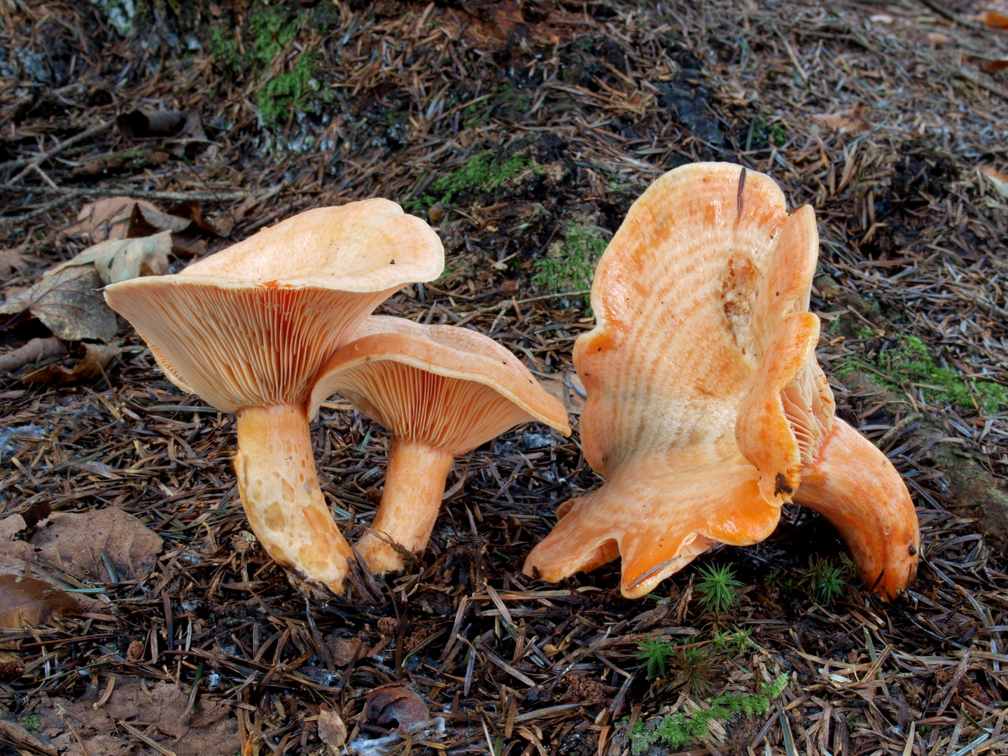 Reizker Foto &amp; Bild | natur, pilz, pilze Bilder auf fotocommunity