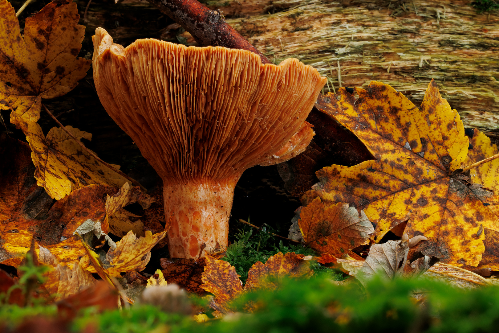 Reizker im Herbstlaub