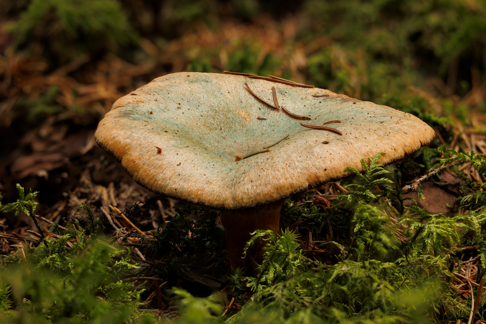 Reizker im Wald Foto & Bild | pflanzen, pilze & flechten, landschaft ... Reizker im Wald Foto & Bild | pflanzen, pilze & flechten, landschaft ...