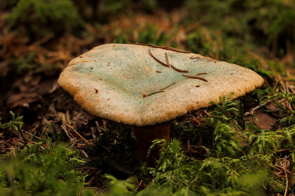 Reizker im Wald Foto &amp; Bild | pflanzen, pilze &amp; flechten, landschaft ...