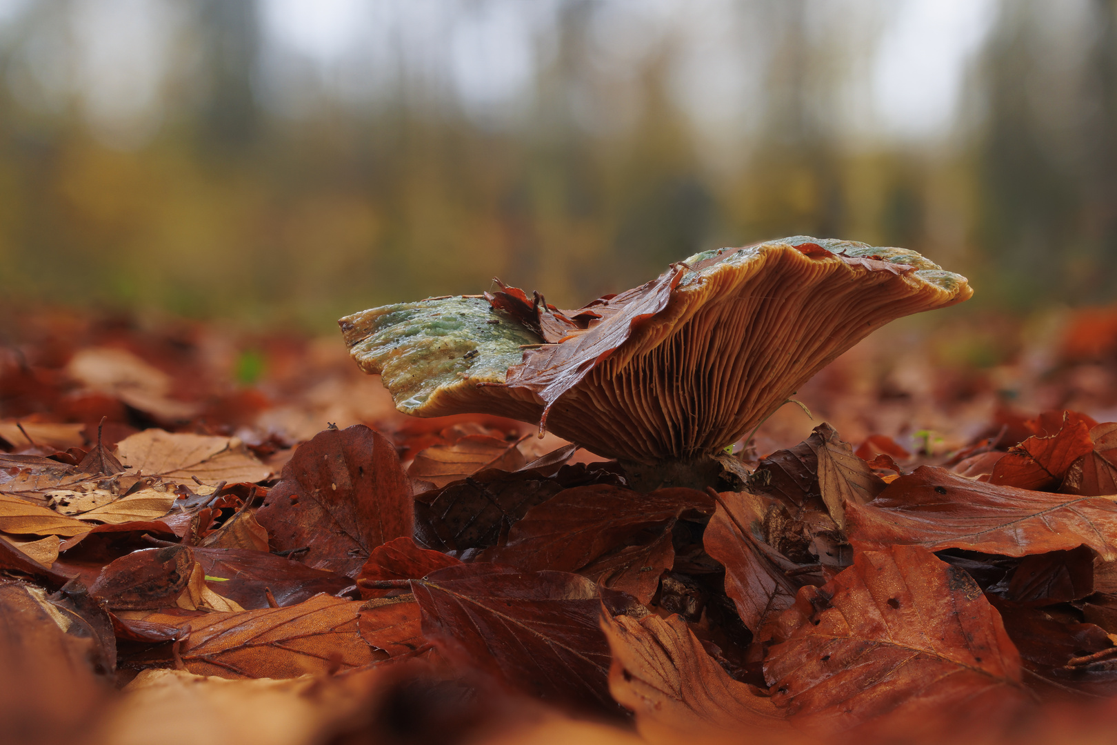 Reizker mit Herbstlaub