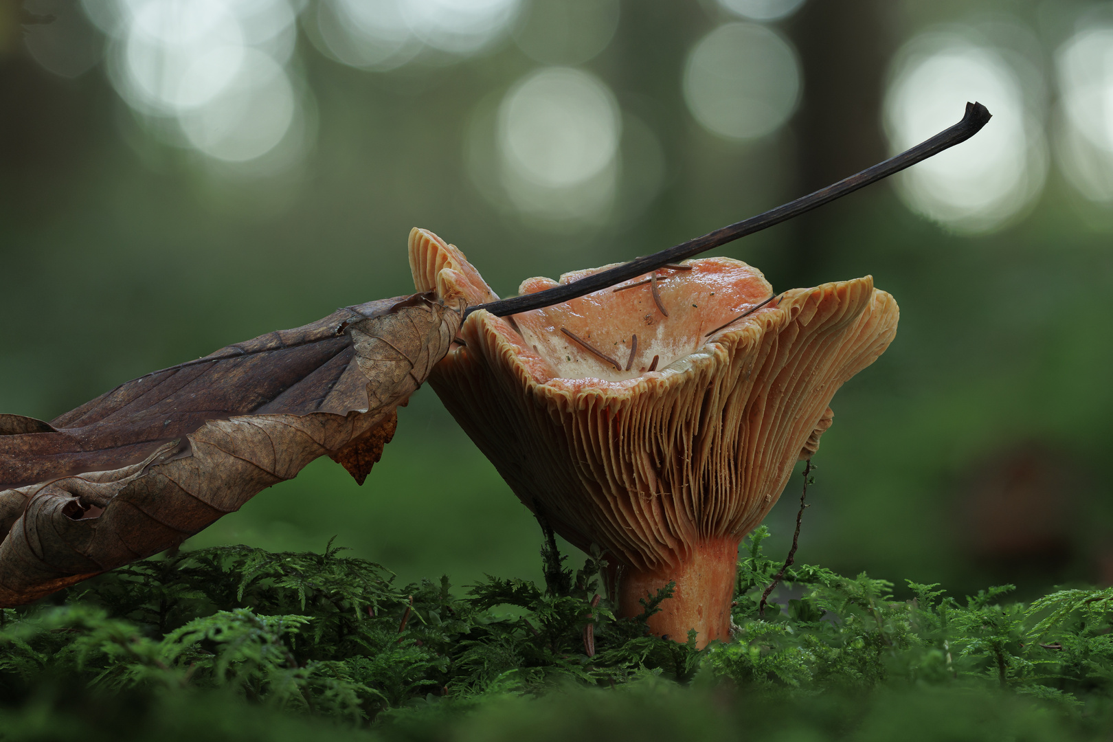 Reizker mit Herbstlaub