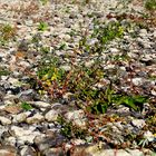 Rekord-Niedrigwasser am Rhein