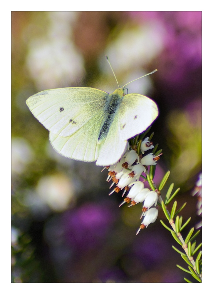 rekordschmetterling